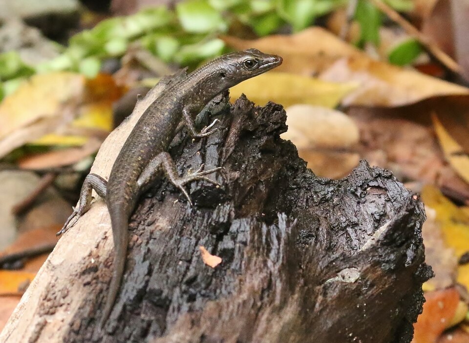 Boettger's Emo Skink
