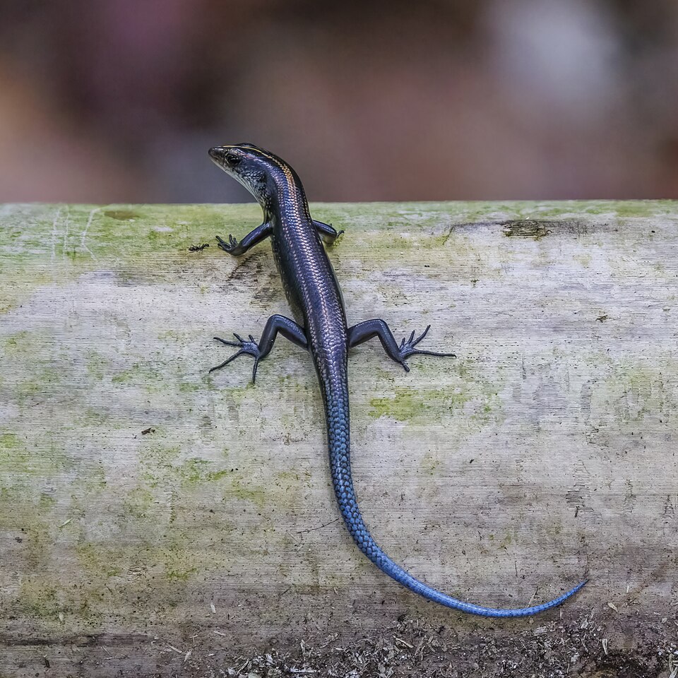 Marianas Blue-Tailed Skink