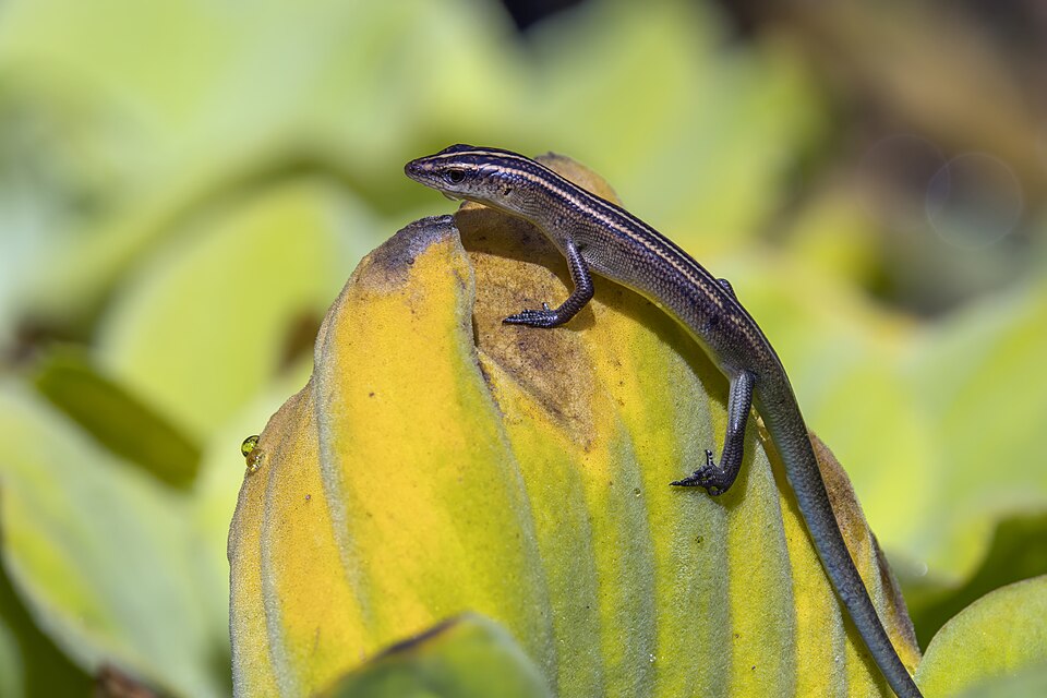 White-Bellied Skink