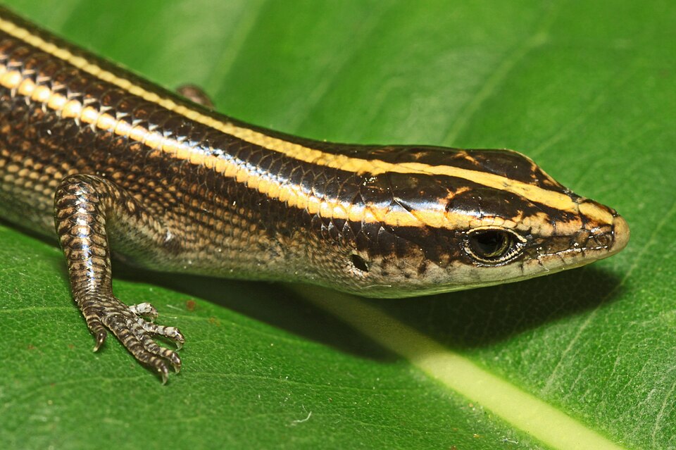 Dusky-Bellied Skink