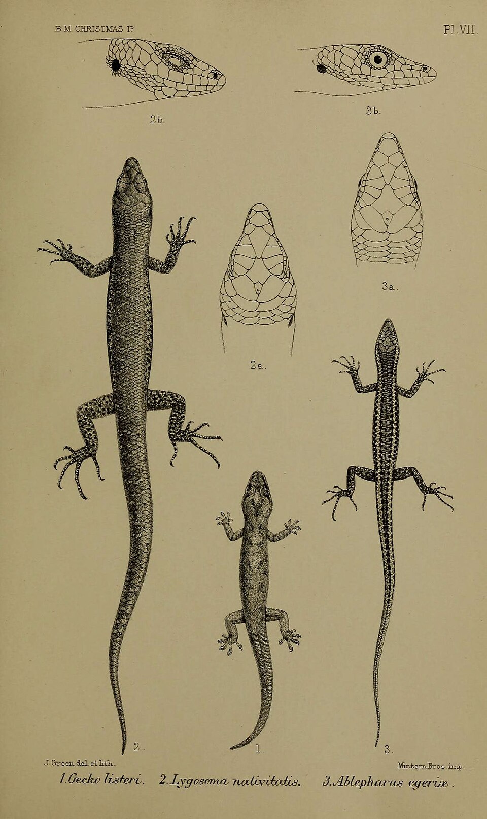 Christmas Island Whiptail-skink