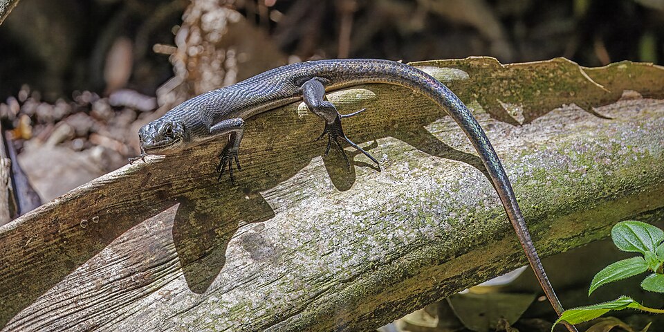 Pacific Black Skink