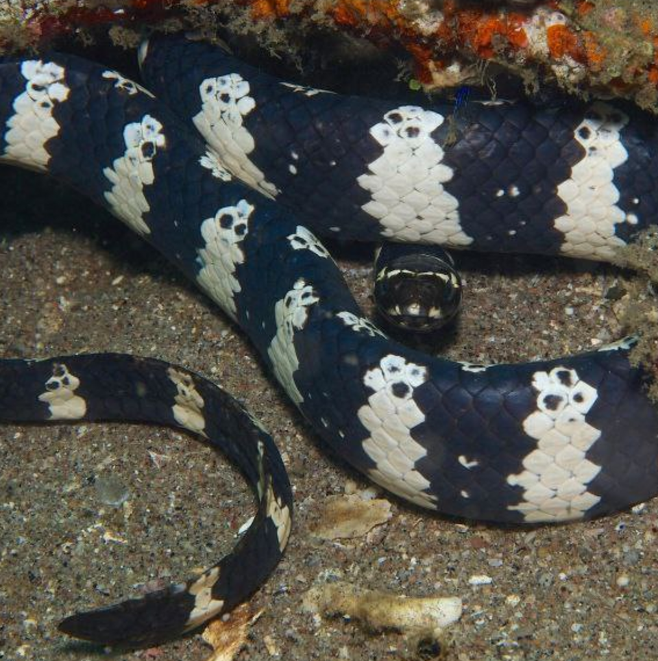 Ringed Turtlehead Sea Snake
