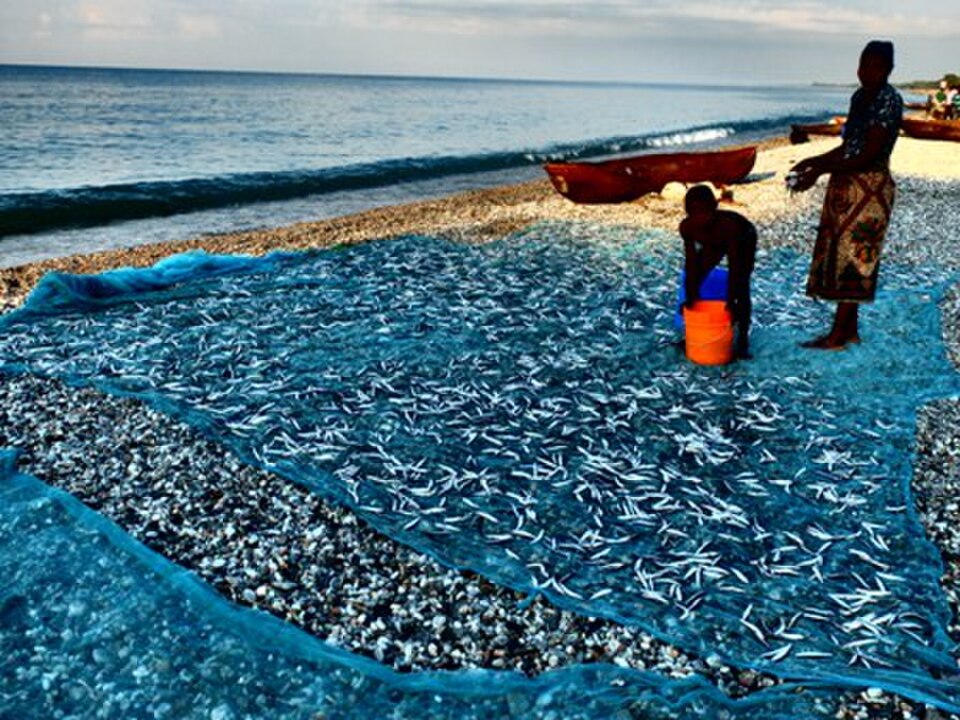 Lake Malawi Sardine
