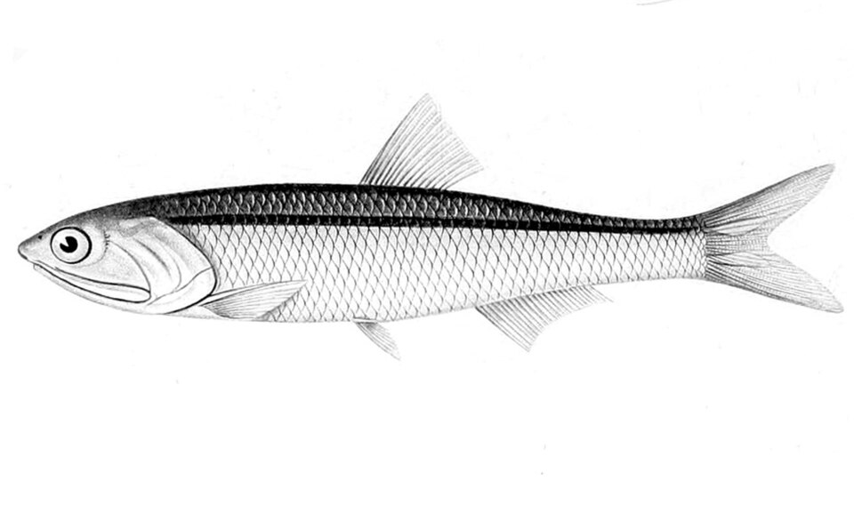 Peruvian anchoveta