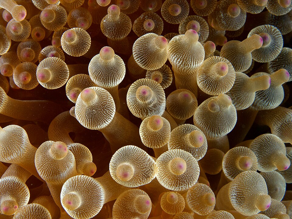 bulb tentacle sea anemone
