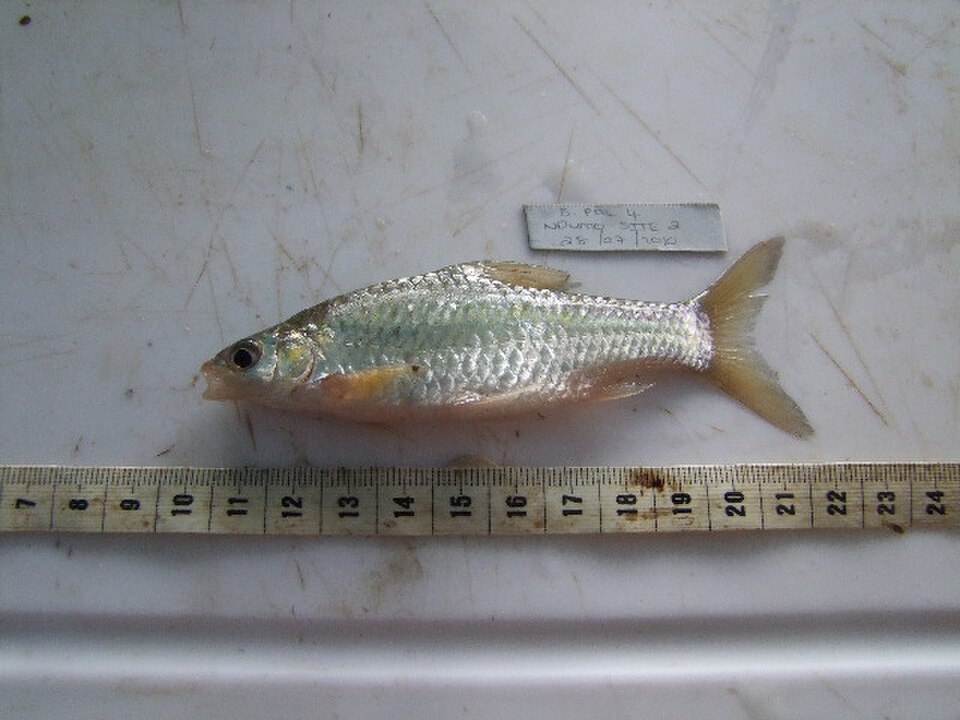 Straightfin Barb