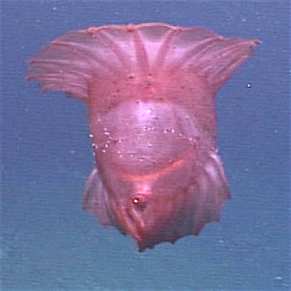 Headless Chicken Fish