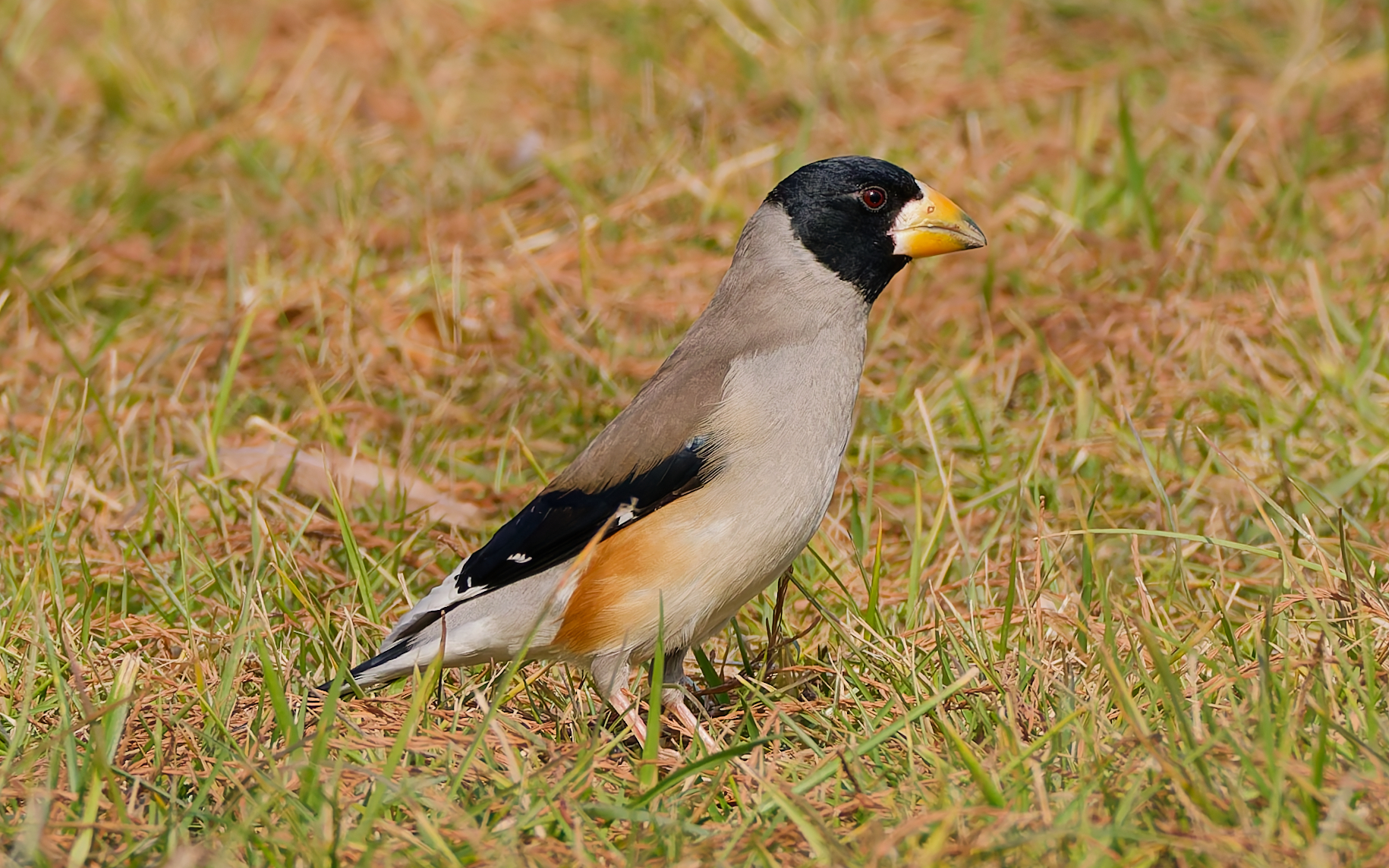 Yellow-billed Grosbeak