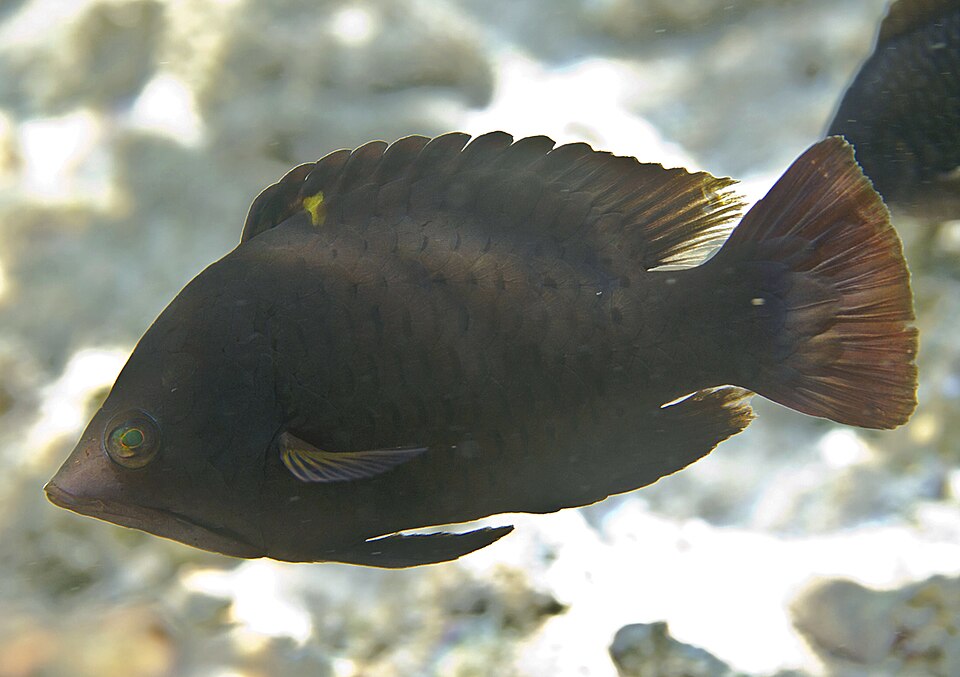 Sling-jaw wrasse