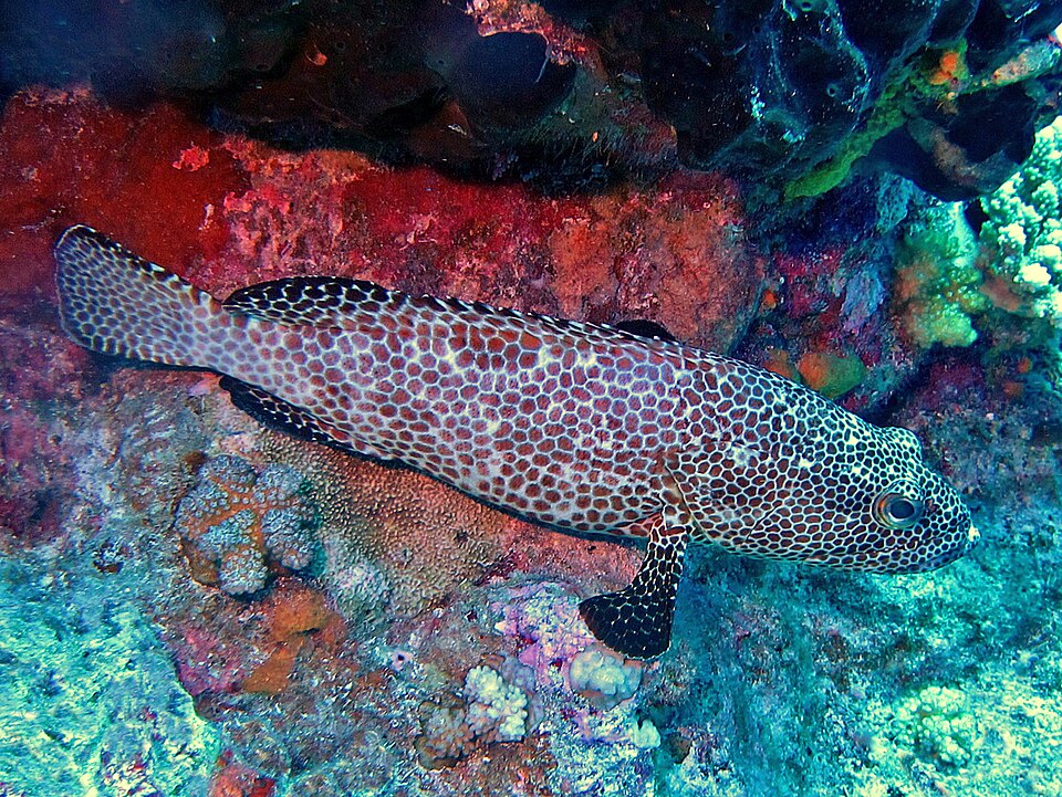 Honeycomb Grouper