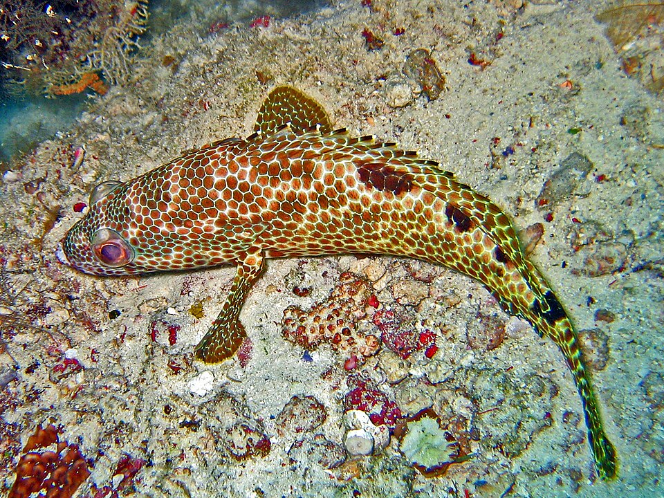 Foursaddle grouper