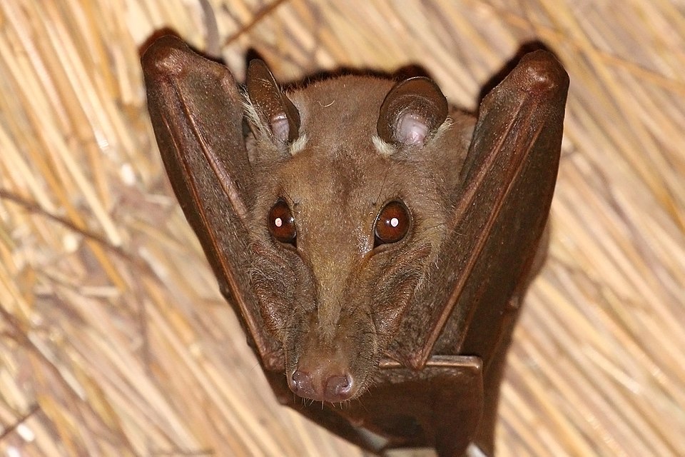 Gambian Epauletted Fruit Bat