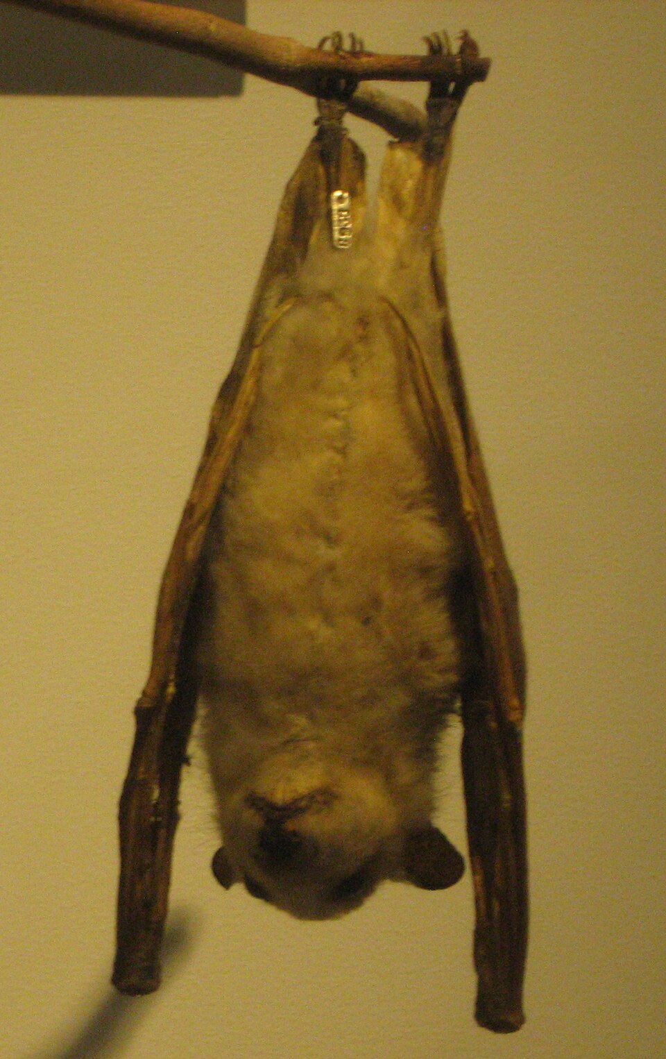 Ethiopian Epauletted Fruit Bat