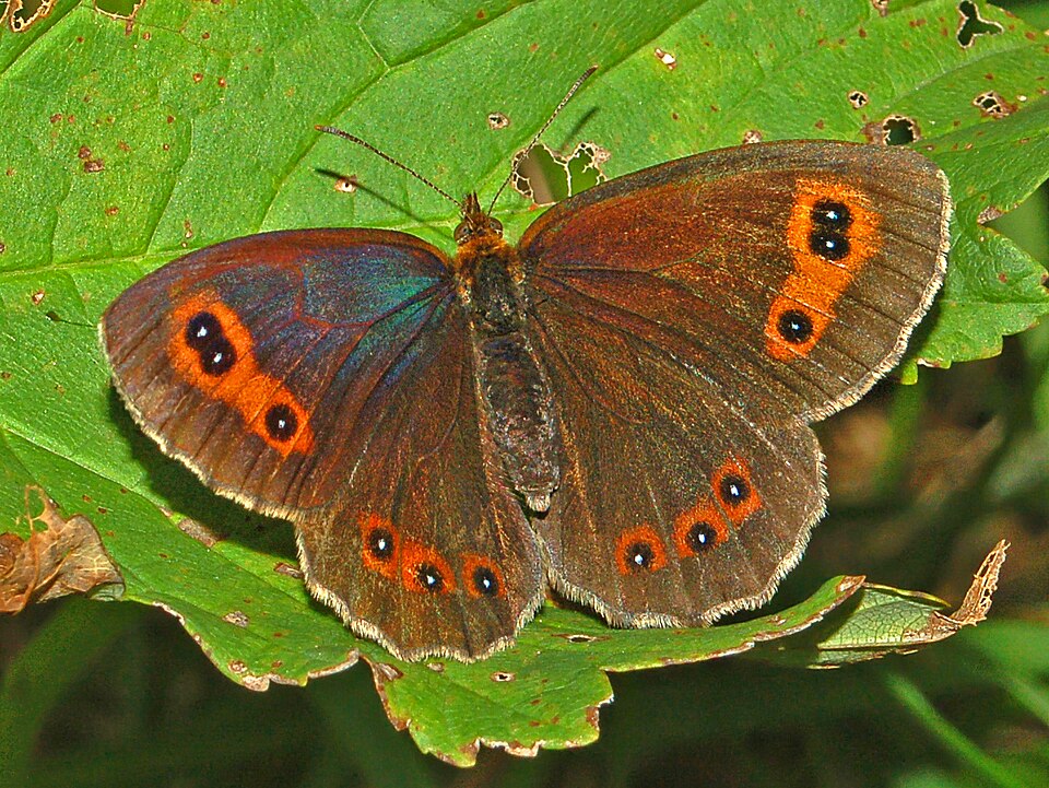 Scotch Argus