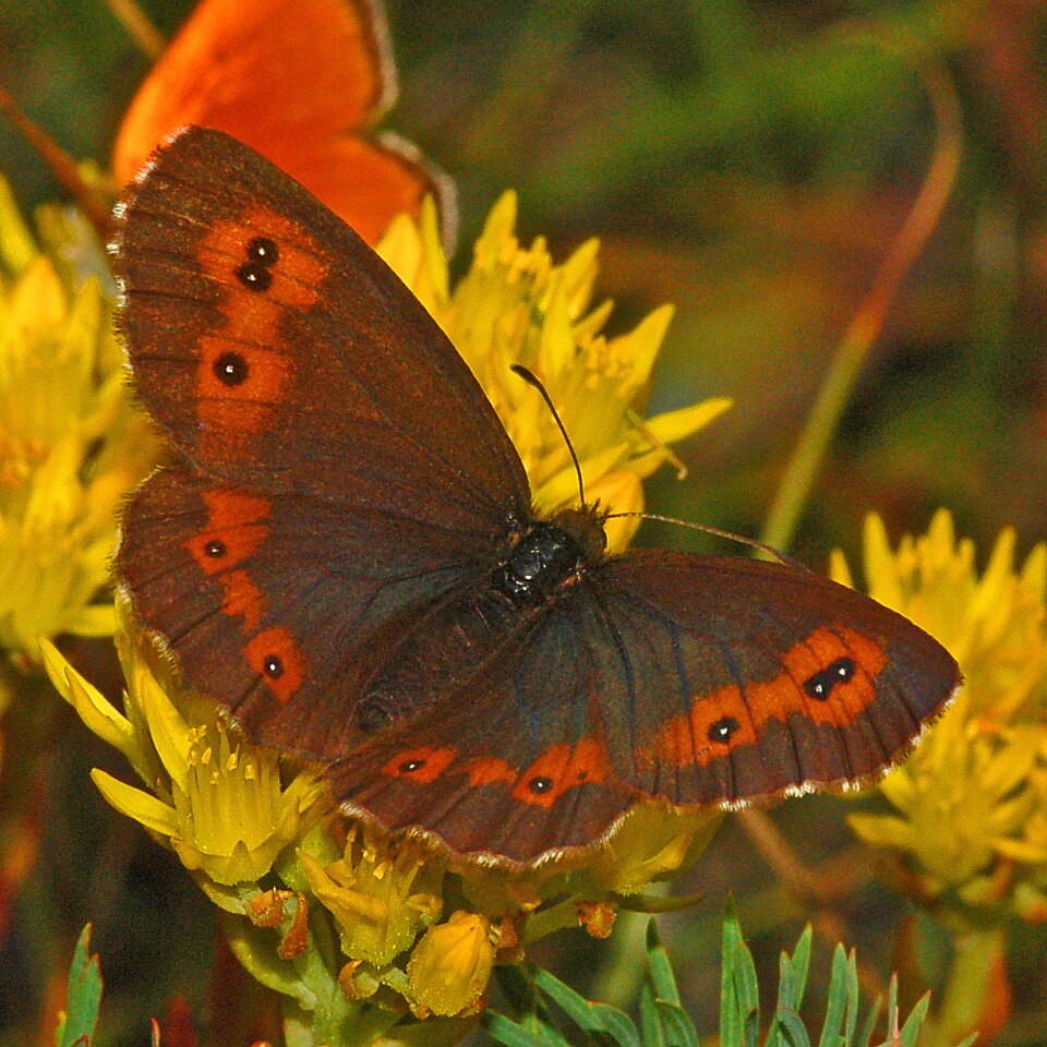 Large Ringlet
