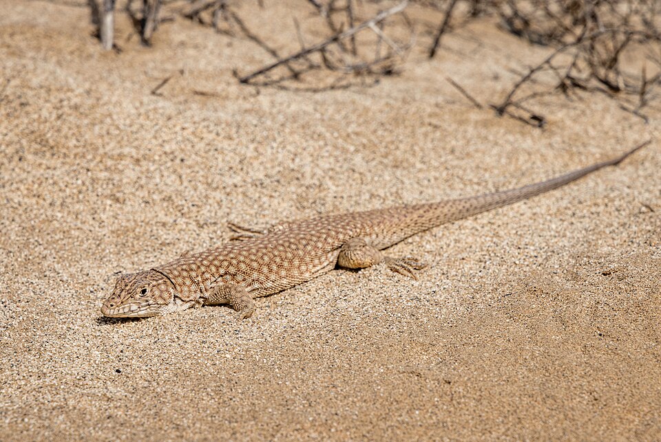 Reticulate Racerunner