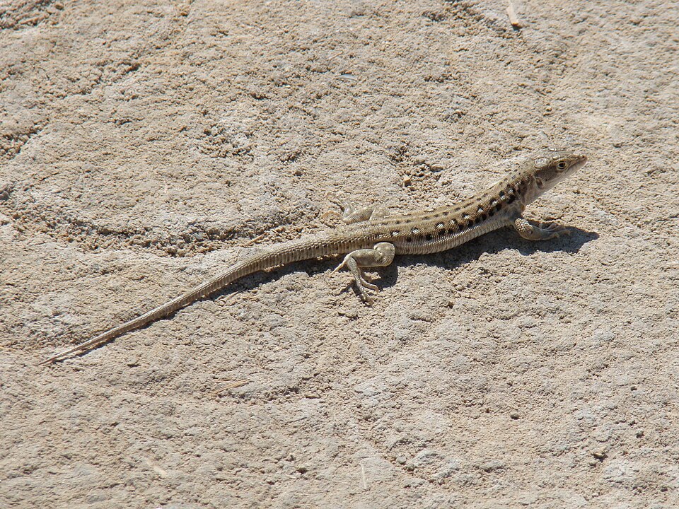 Central Asian Racerunner