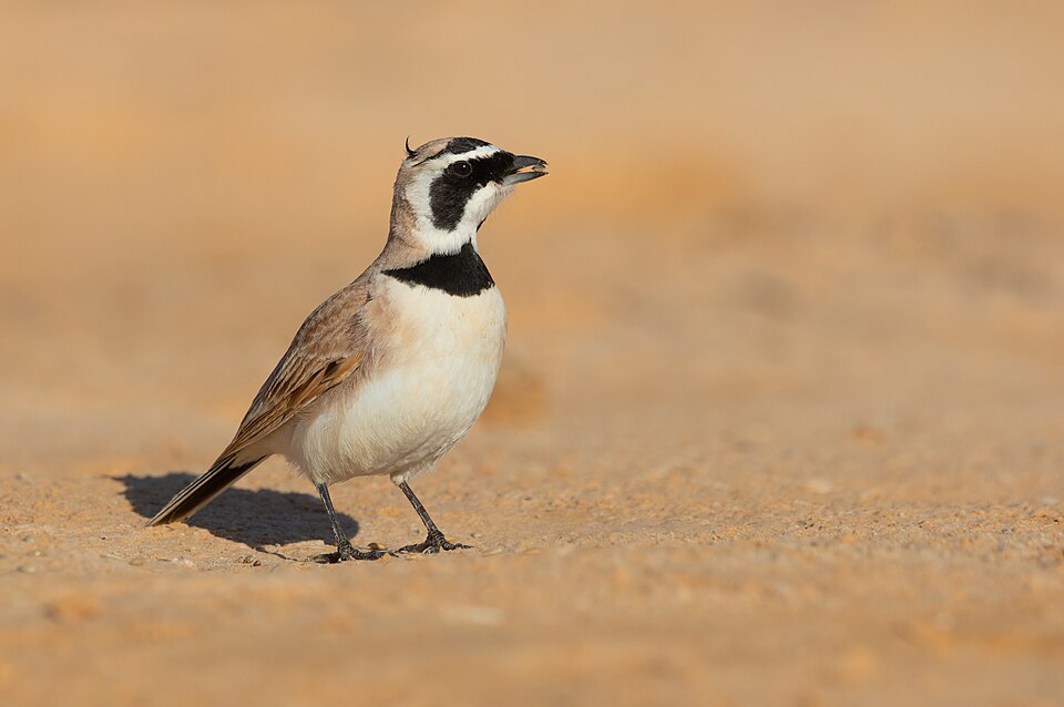Temminck's Lark
