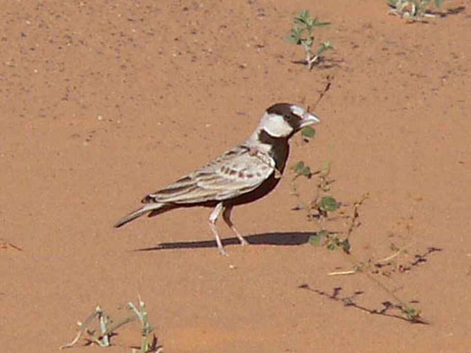 Black-crowned Sparrow-Lark