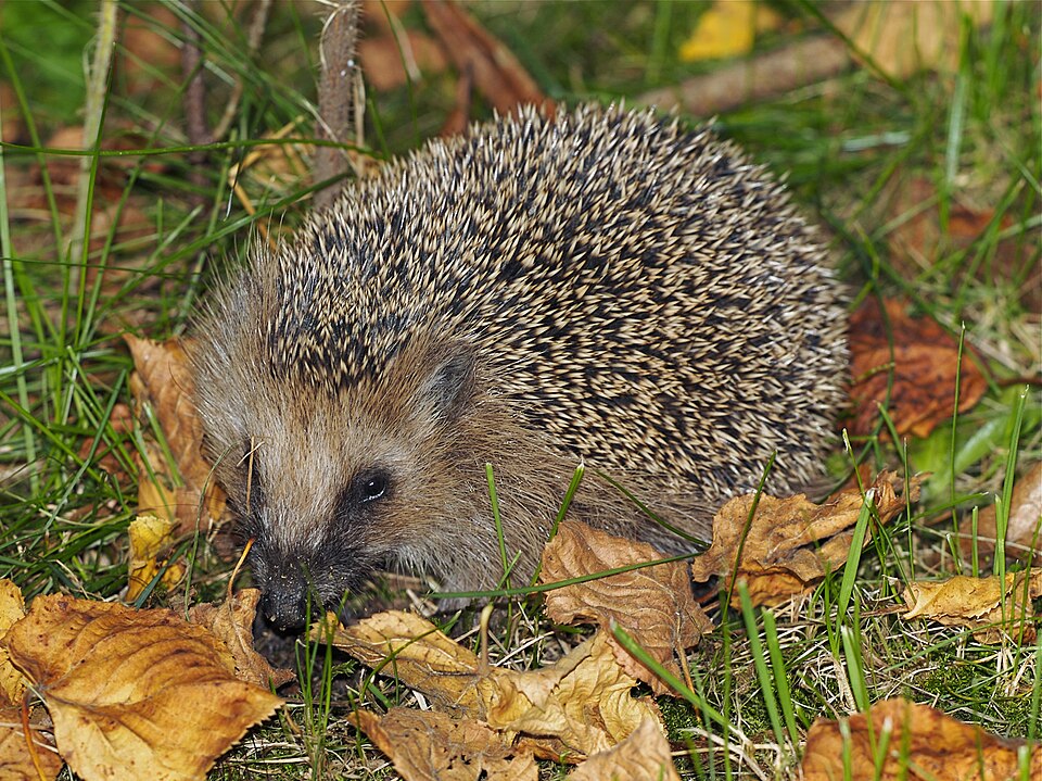 hedgehog
