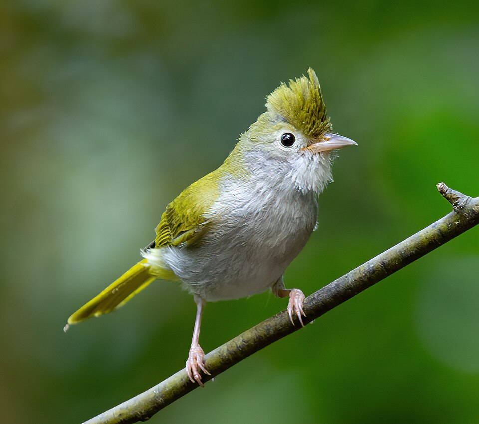 White-bellied Erpornis