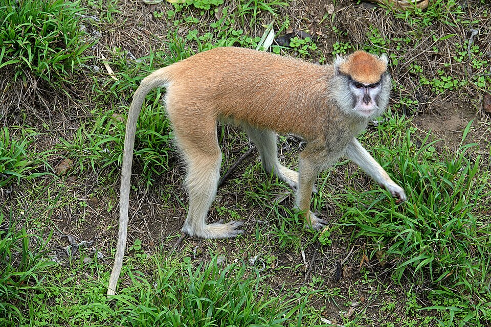 patas monkey