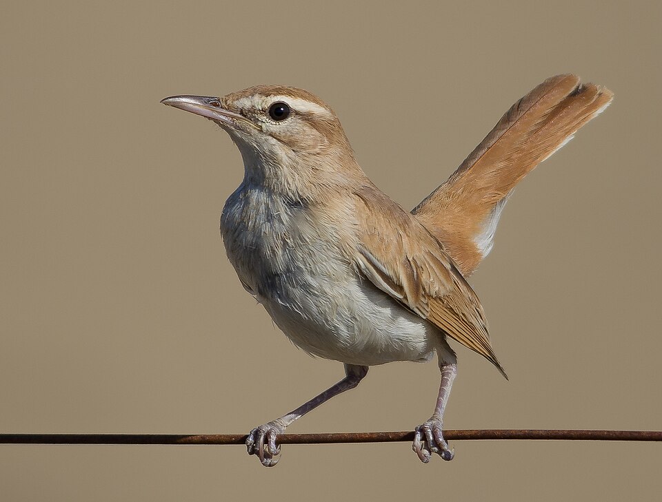 Rufous-tailed Scrub Robin