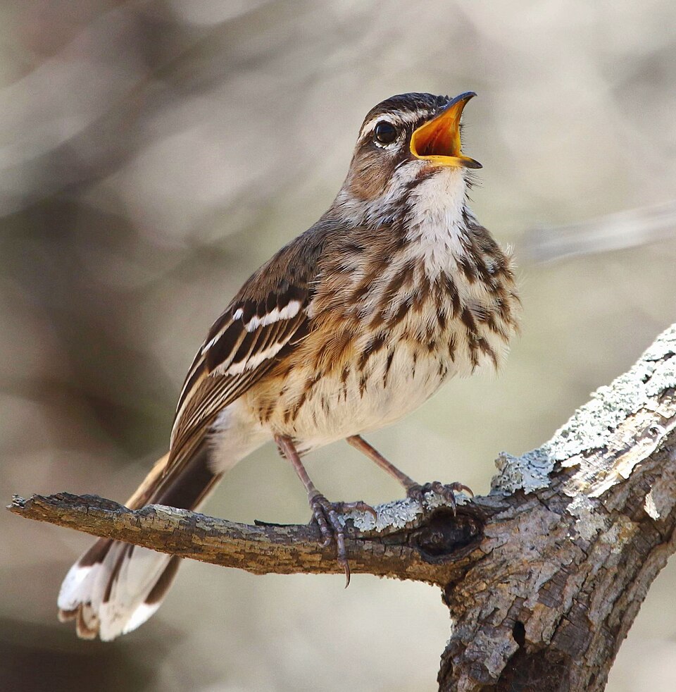 White-browed Scrub Robin