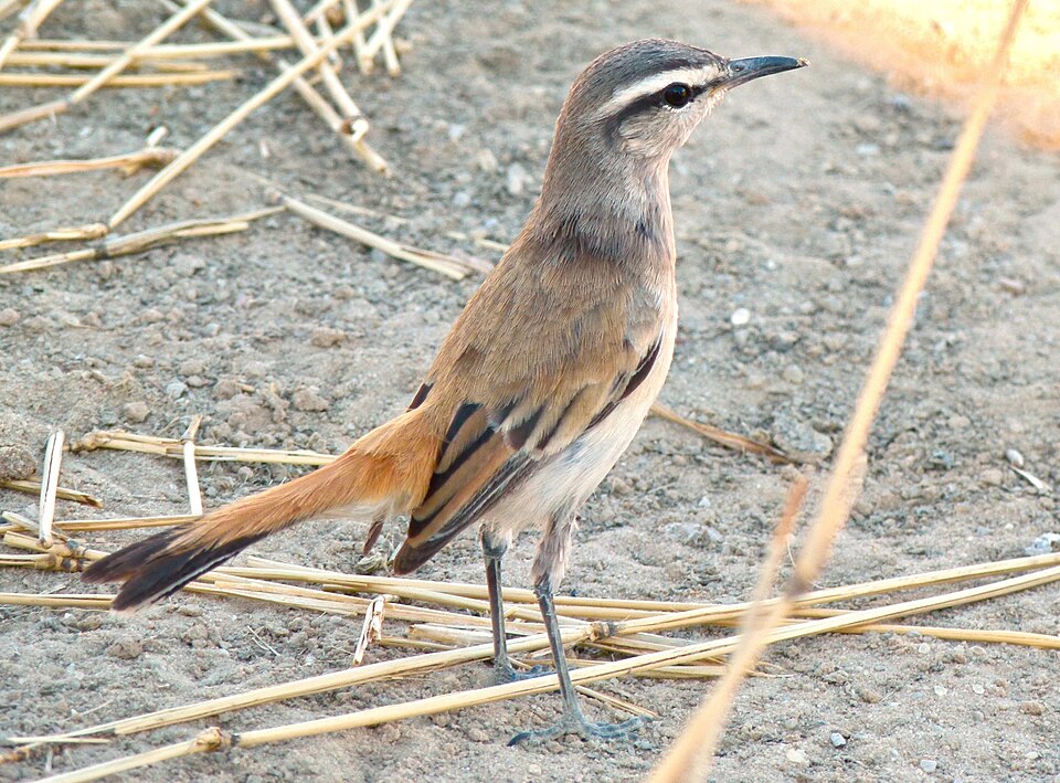Kalahari Scrub Robin