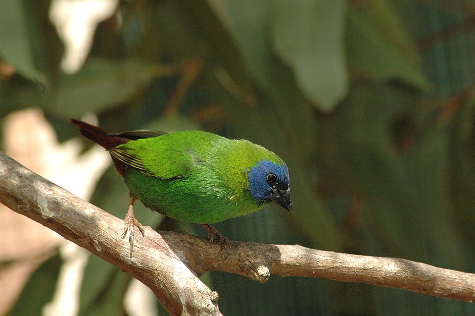 Blue-faced Parrotfinch