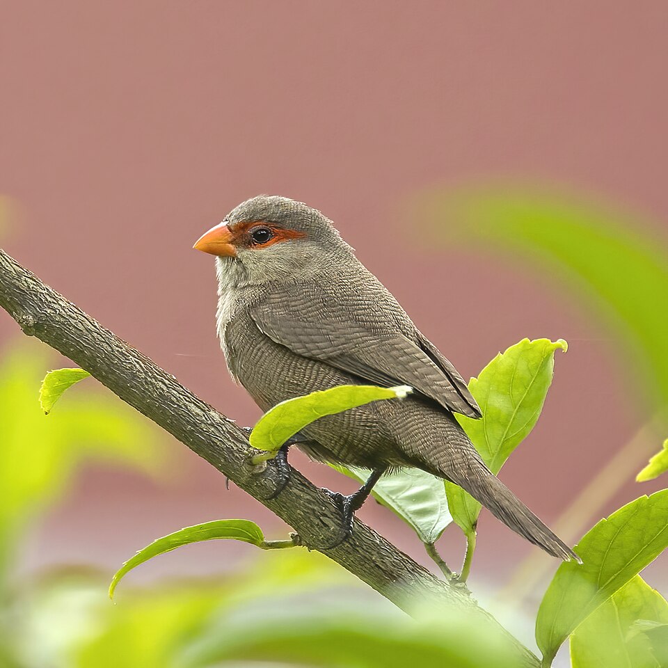 Common Waxbill
