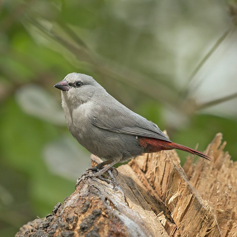 Lavender Waxbill