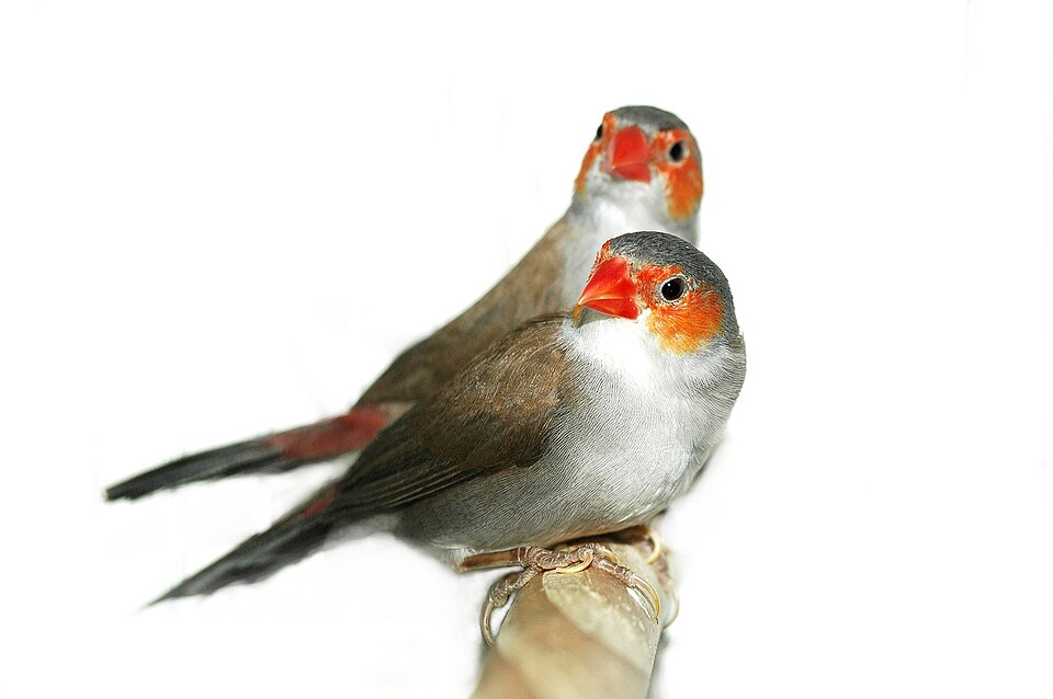 Orange-cheeked Waxbill