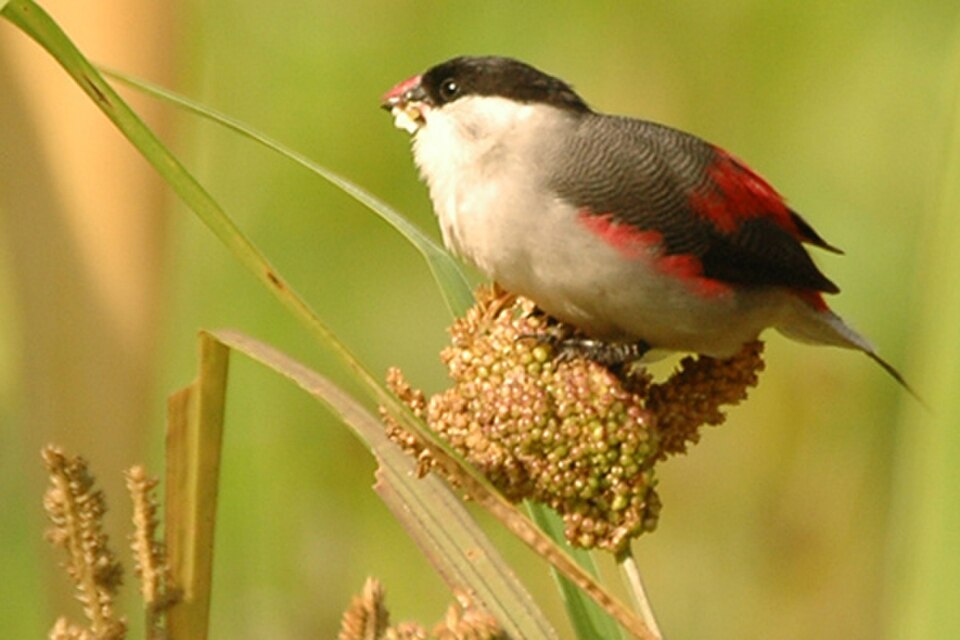 Black-crowned Waxbill