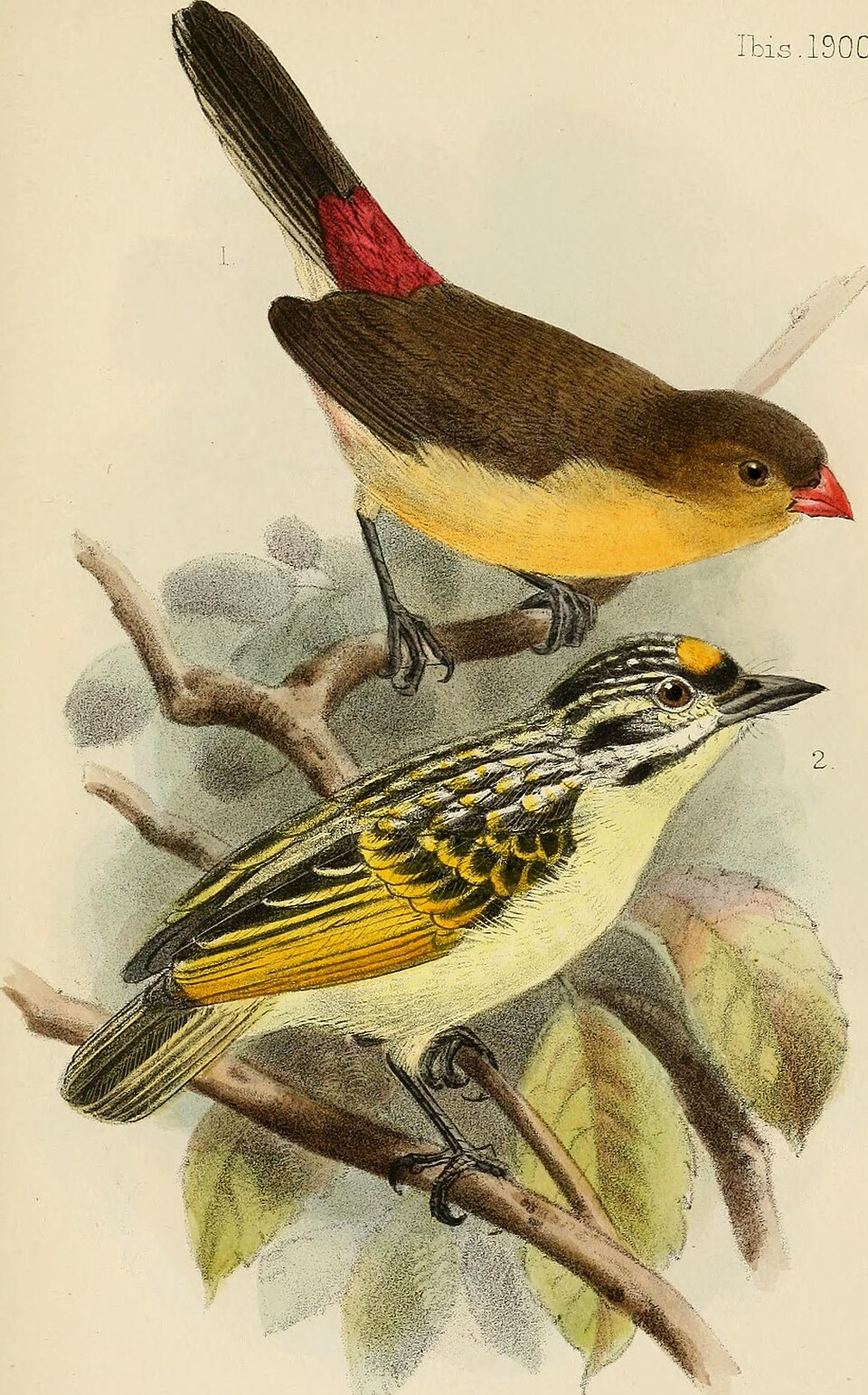 Fawn-breasted Waxbill