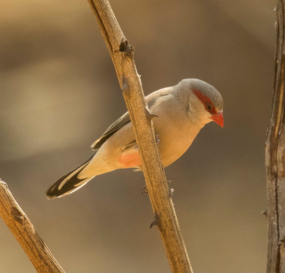 Black-rumped Waxbill