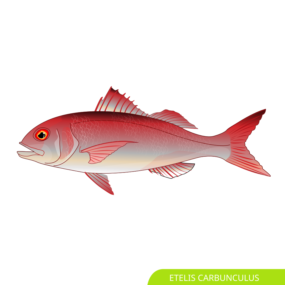Deep-water red snapper, Deepwater red snapper, Ruby snapper