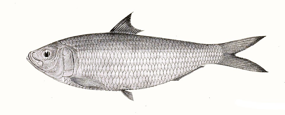 Bonga shad