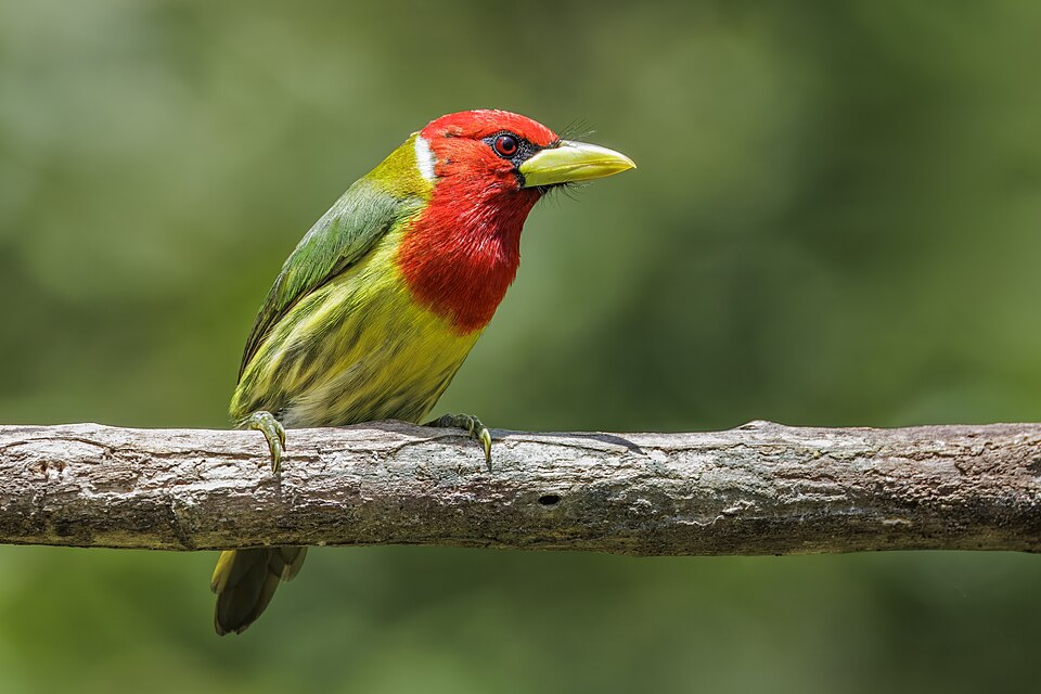 Red-headed Barbet