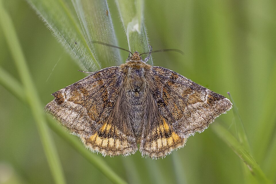 Burnet Companion
