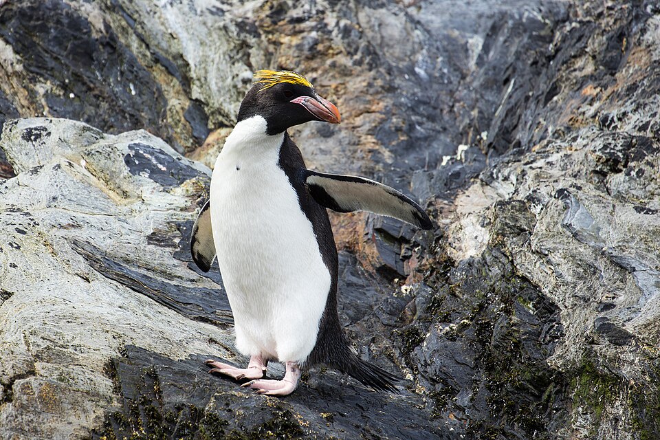 Macaroni Penguin
