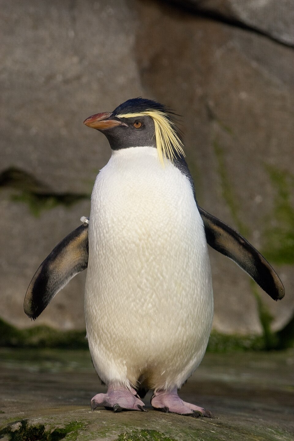 Moseley's Rockhopper Penguin