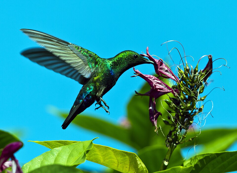 Green-throated Carib