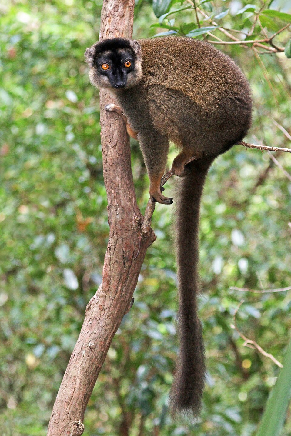 common brown lemur
