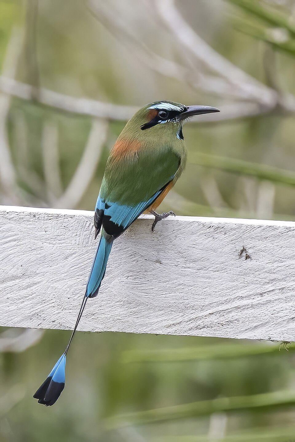 Turquoise-browed Motmot