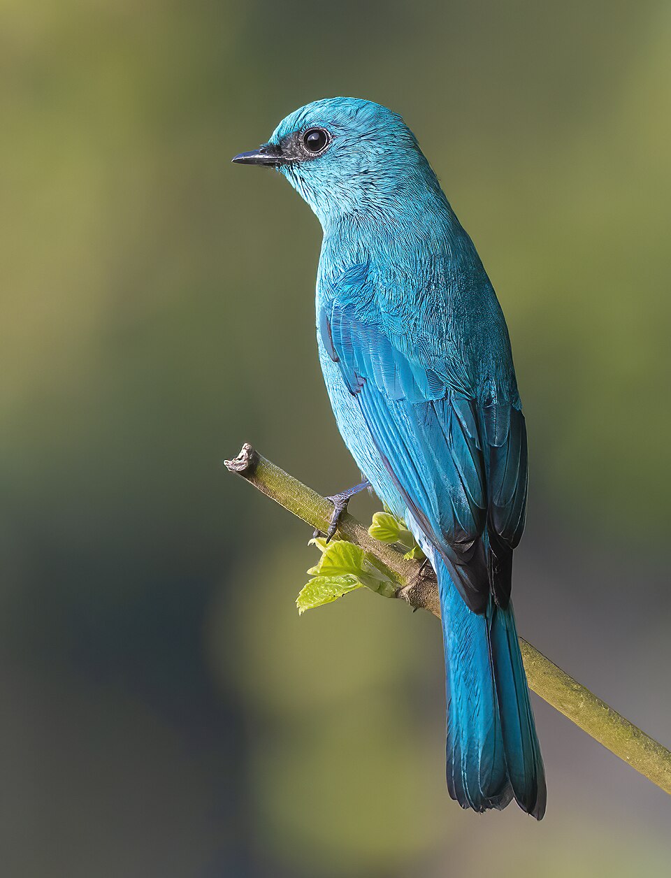 Verditer Flycatcher