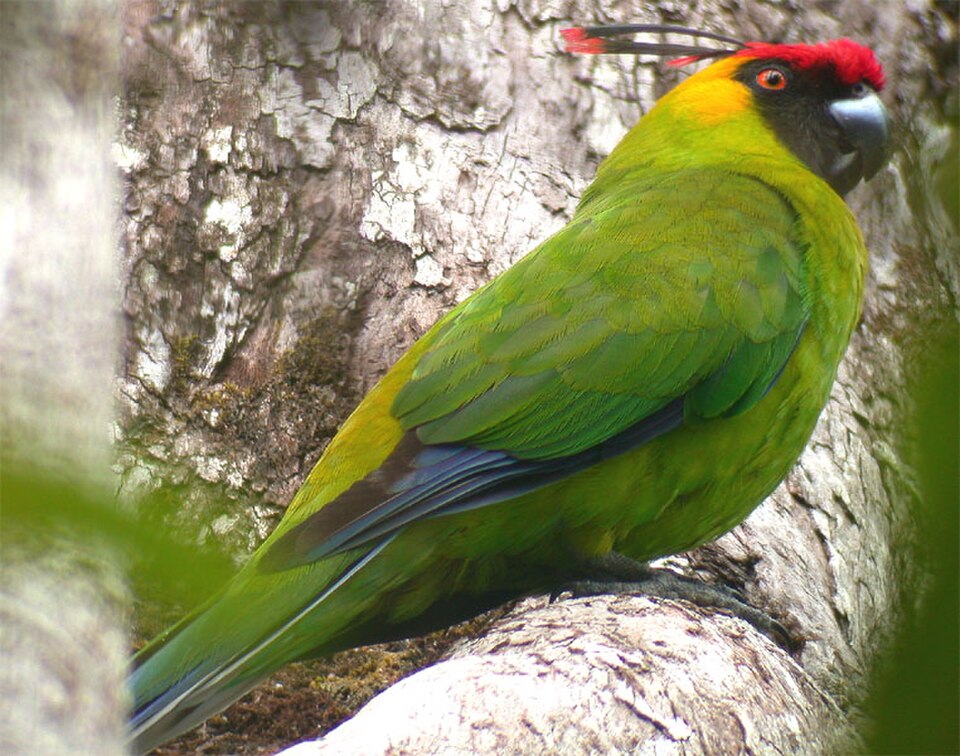 Horned Parakeet