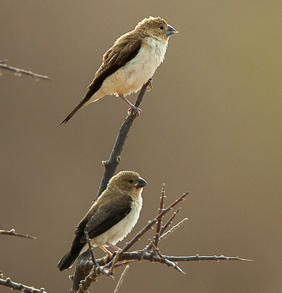 African Silverbill