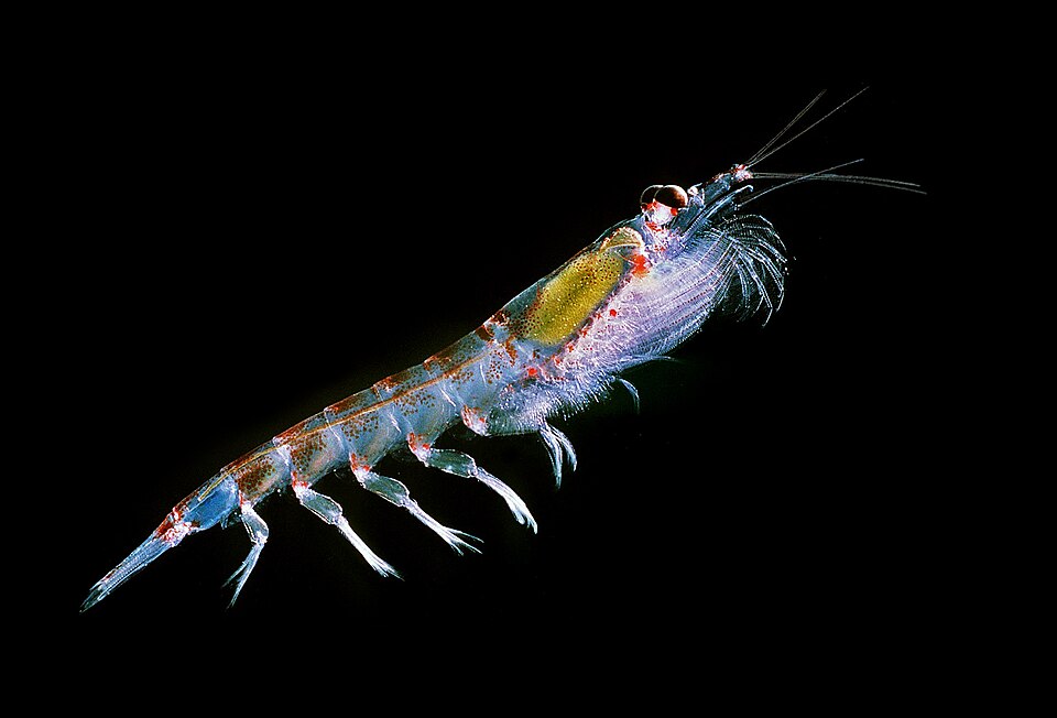 Antarctisch krill